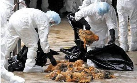 台湾发现H5N2禽流感 人如何有效预防感染禽流感?