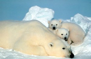 Polar-Bear-Family